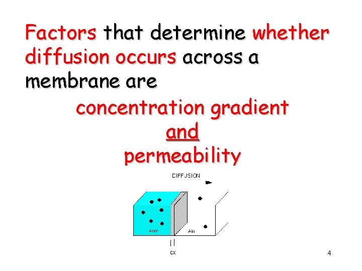 Factors that determine whether diffusion occurs across a membrane are concentration gradient and permeability