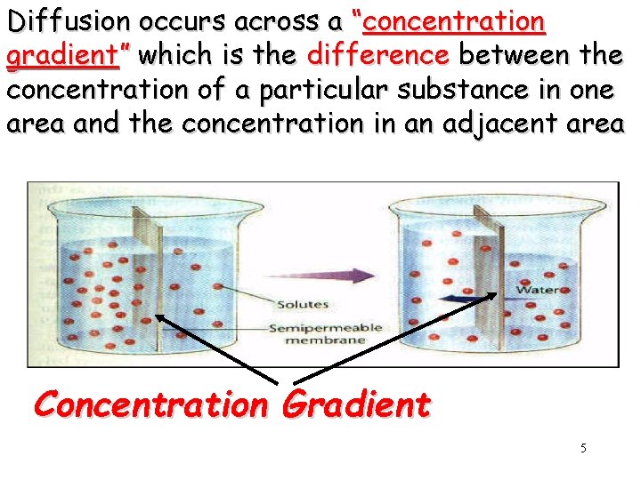 Diffusion occurs across a “concentration gradient” which is the difference between the concentration of