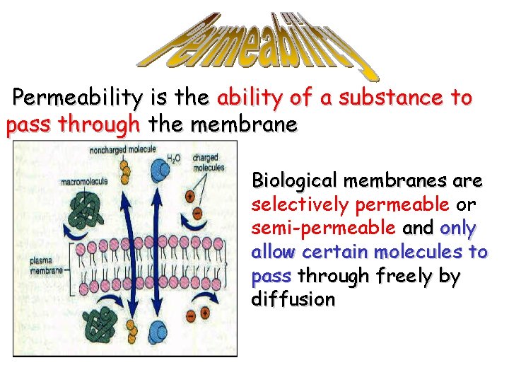 Permeability is the ability of a substance to pass through the membrane Biological membranes