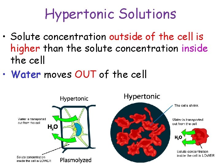 Hypertonic Solutions • Solute concentration outside of the cell is higher than the solute