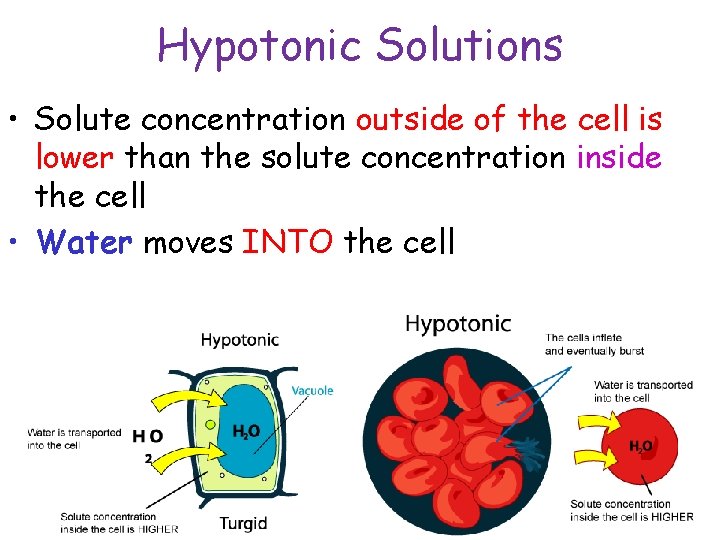 Hypotonic Solutions • Solute concentration outside of the cell is lower than the solute