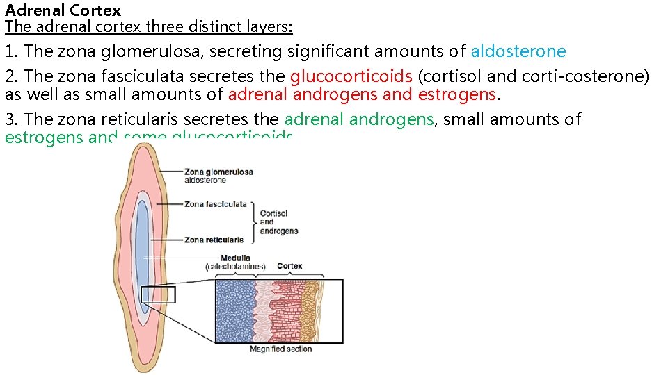 Adrenal Cortex The adrenal cortex three distinct layers: 1. The zona glomerulosa, secreting significant