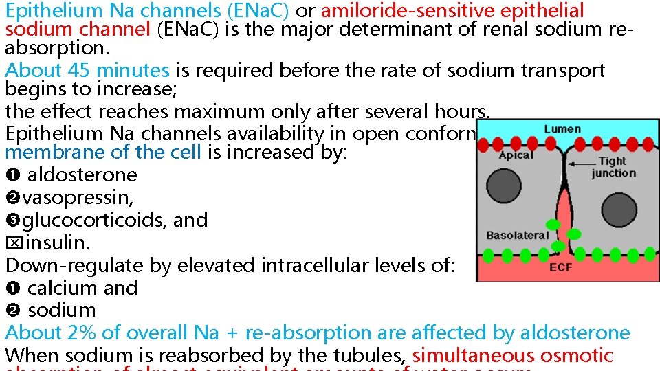 Epithelium Na channels (ENa. C) or amiloride-sensitive epithelial sodium channel (ENa. C) is the