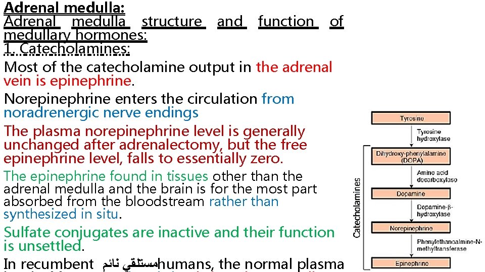 Adrenal medulla: Adrenal medulla structure and function of medullary hormones: 1. Catecholamines: Most of