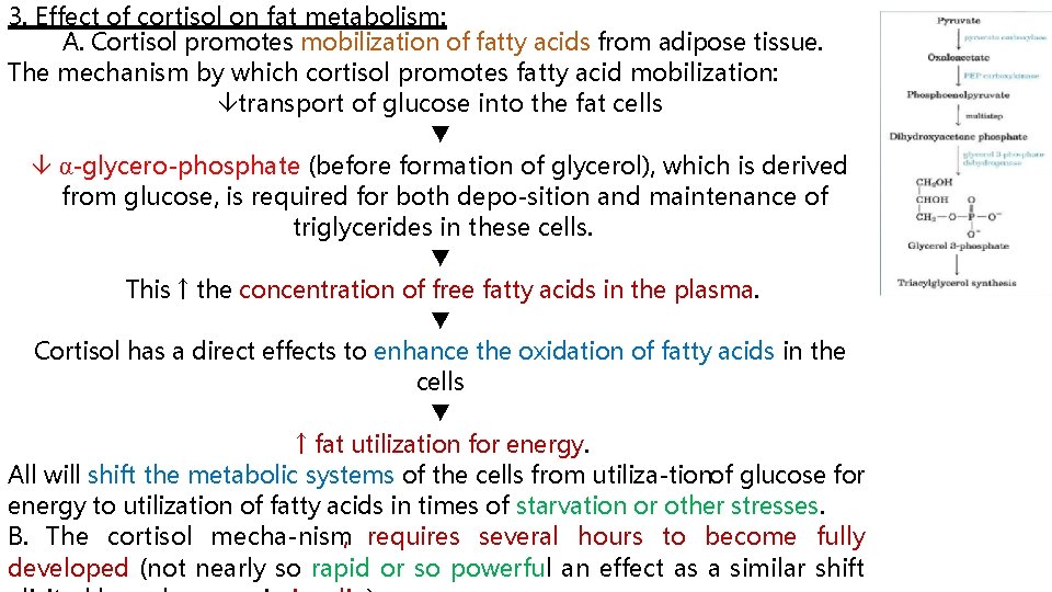 3. Effect of cortisol on fat metabolism: A. Cortisol promotes mobilization of fatty acids