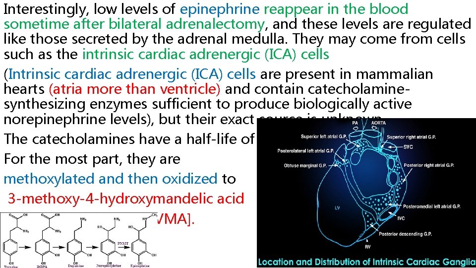 Interestingly, low levels of epinephrine reappear in the blood sometime after bilateral adrenalectomy, and