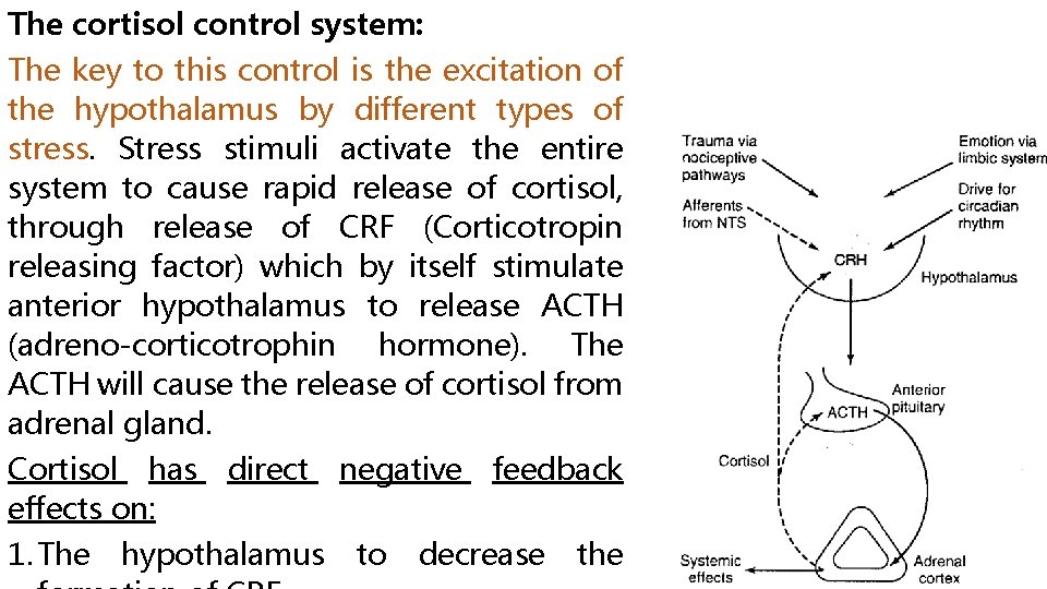 The cortisol control system: The key to this control is the excitation of the
