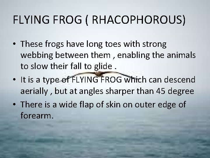 FLYING FROG ( RHACOPHOROUS) • These frogs have long toes with strong webbing between