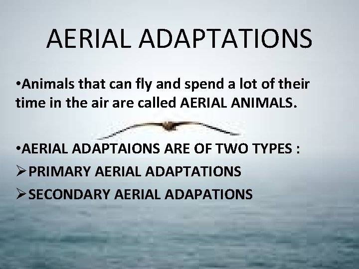 AERIAL ADAPTATIONS • Animals that can fly and spend a lot of their time