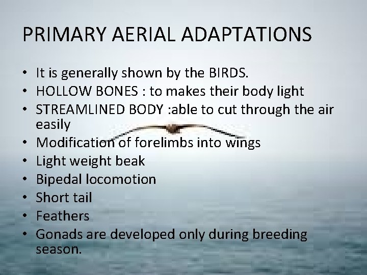 PRIMARY AERIAL ADAPTATIONS • It is generally shown by the BIRDS. • HOLLOW BONES