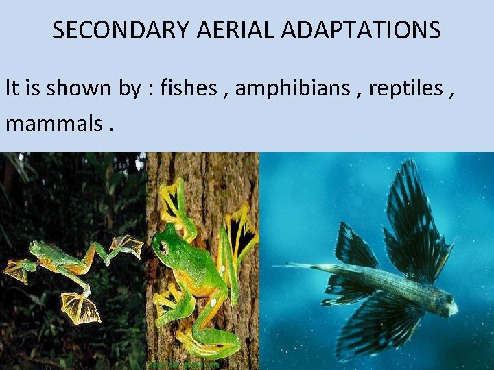SECONDARY AERIAL ADAPTATIONS It is shown by : fishes , amphibians , reptiles ,