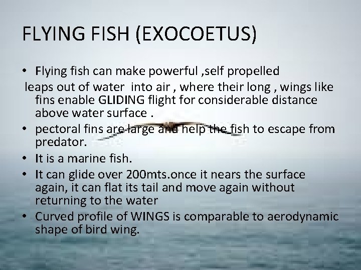 FLYING FISH (EXOCOETUS) • Flying fish can make powerful , self propelled leaps out