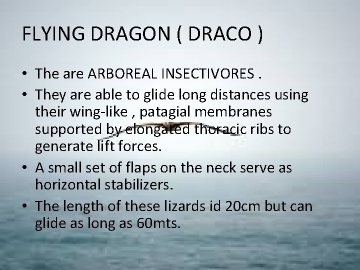 FLYING DRAGON ( DRACO ) • The are ARBOREAL INSECTIVORES. • They are able