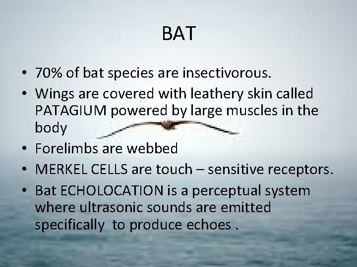 BAT • 70% of bat species are insectivorous. • Wings are covered with leathery