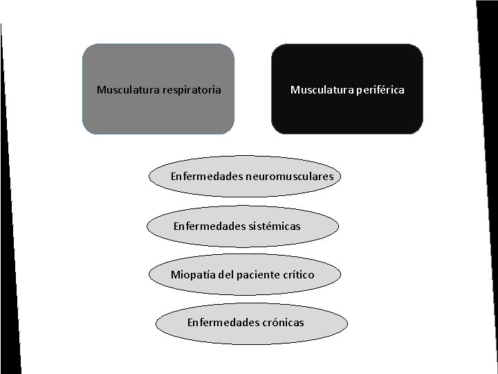 Musculatura respiratoria Musculatura periférica Enfermedades neuromusculares Enfermedades sistémicas Miopatía del paciente crítico Enfermedades crónicas