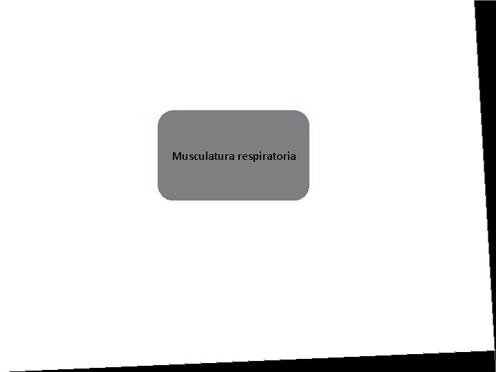 Musculatura respiratoria Musculatura respiratoria