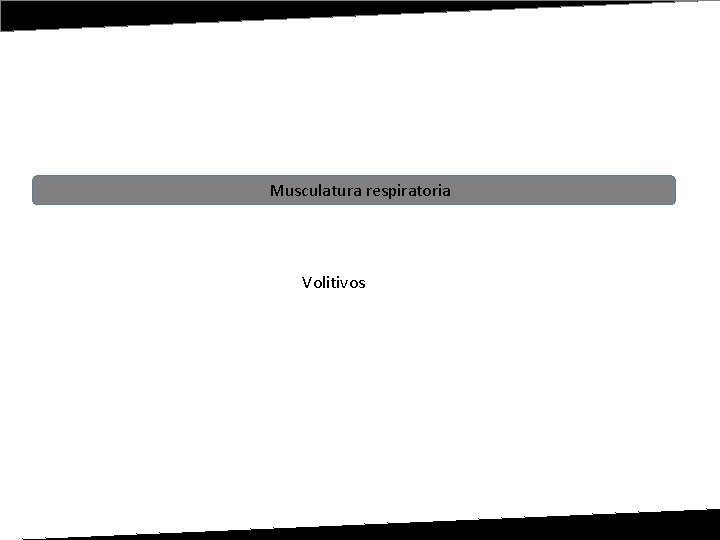 Musculatura respiratoria Volitivos 