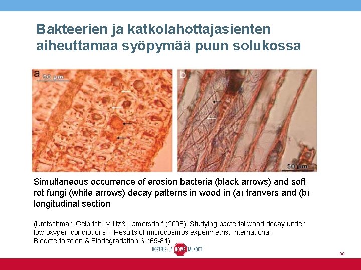 Bakteerien ja katkolahottajasienten aiheuttamaa syöpymää puun solukossa Simultaneous occurrence of erosion bacteria (black arrows)