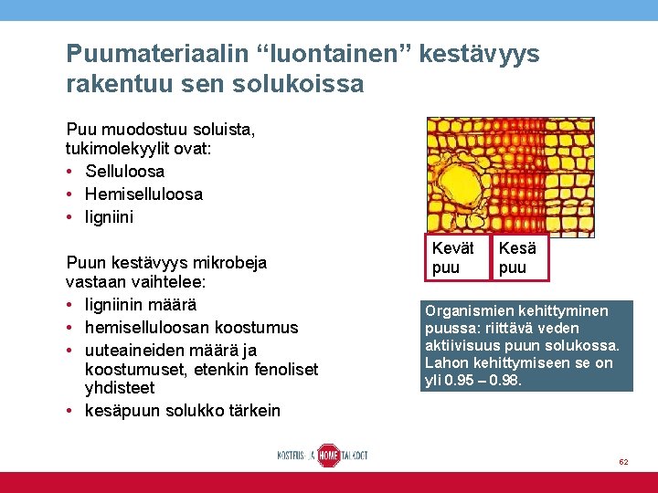 Puumateriaalin “luontainen” kestävyys rakentuu sen solukoissa Puu muodostuu soluista, tukimolekyylit ovat: • Selluloosa •