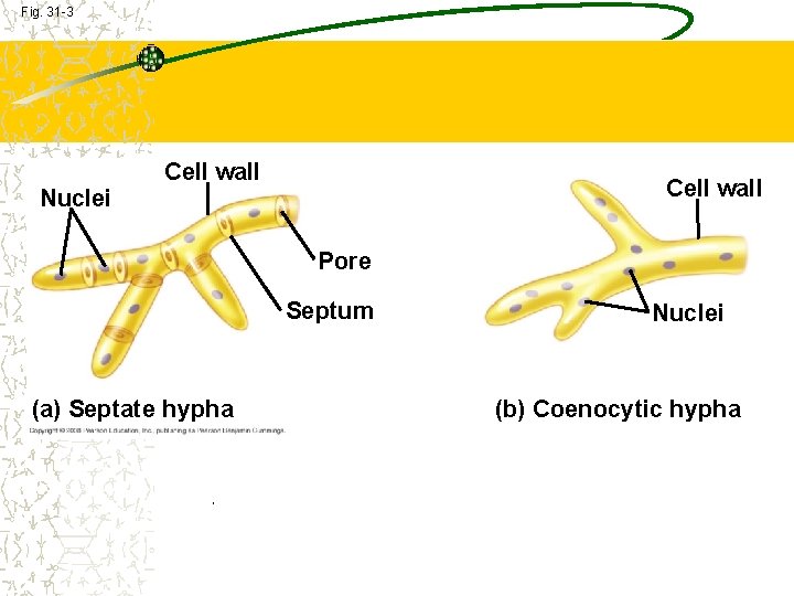 Fig. 31 -3 Nuclei Cell wall Pore Septum (a) Septate hypha Nuclei (b) Coenocytic