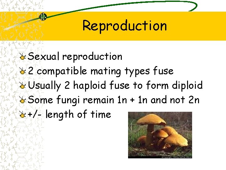 Reproduction Sexual reproduction 2 compatible mating types fuse Usually 2 haploid fuse to form Reproduction Sexual reproduction 2 compatible mating types fuse Usually 2 haploid fuse to form