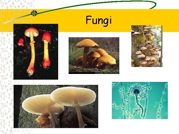 Fungi 