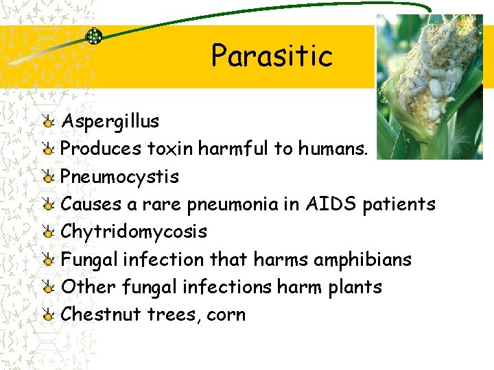 Parasitic Aspergillus Produces toxin harmful to humans. Pneumocystis Causes a rare pneumonia in AIDS