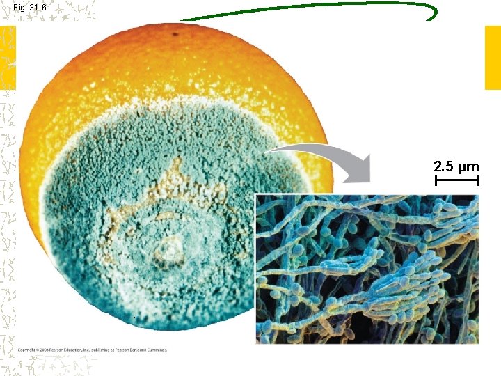 Fig. 31 -6 2. 5 µm 