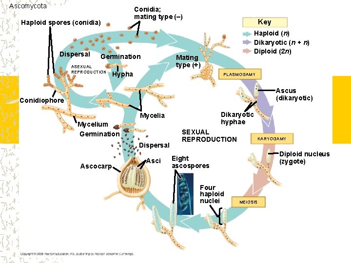 Ascomycota Conidia; mating type (–) Haploid spores (conidia) Dispersal Germination ASEXUAL REPRODUCTION Key Haploid