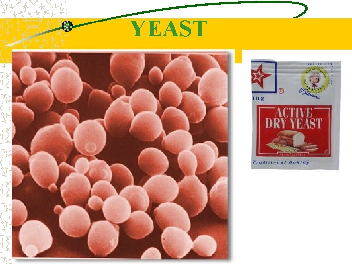 YEAST 