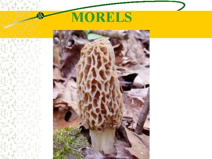 MORELS 