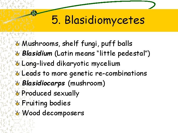 5. Blasidiomycetes Mushrooms, shelf fungi, puff balls Blasidium (Latin means “little pedestal”) Long-lived dikaryotic 5. Blasidiomycetes Mushrooms, shelf fungi, puff balls Blasidium (Latin means “little pedestal”) Long-lived dikaryotic