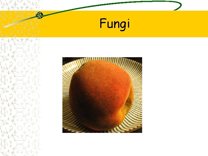 Fungi 