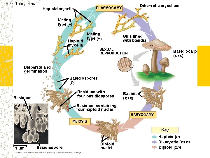 Blasidiomycetes Dikaryotic mycelium PLASMOGAMY Haploid mycelia Mating type (–) Haploid mycelia Mating type (+)