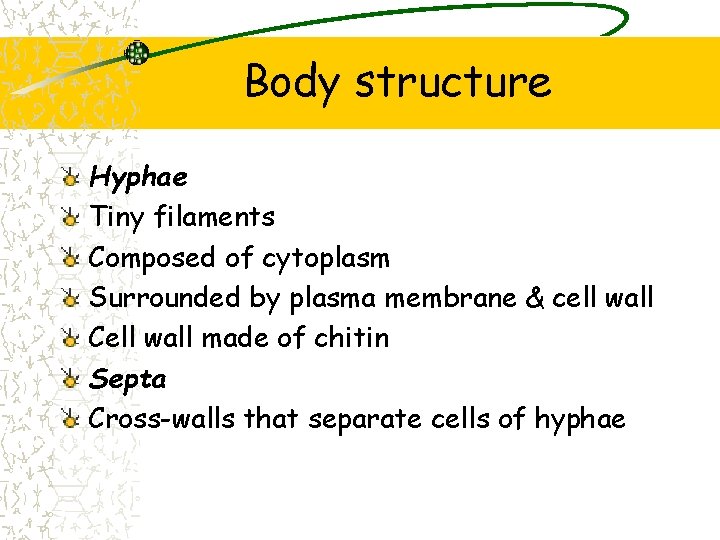 Body structure Hyphae Tiny filaments Composed of cytoplasm Surrounded by plasma membrane & cell