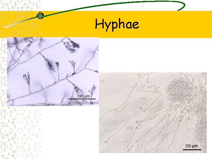 Hyphae 