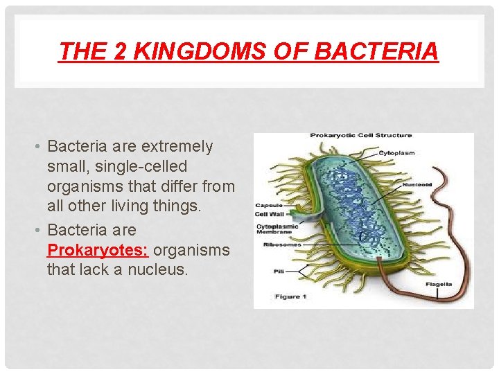 THE 2 KINGDOMS OF BACTERIA • Bacteria are extremely small, single-celled organisms that differ