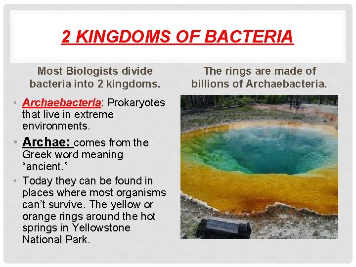 2 KINGDOMS OF BACTERIA Most Biologists divide bacteria into 2 kingdoms. • Archaebacteria: Prokaryotes