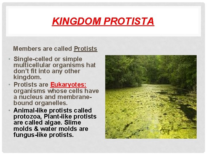KINGDOM PROTISTA Members are called Protists • Single-celled or simple multicellular organisms hat don’t
