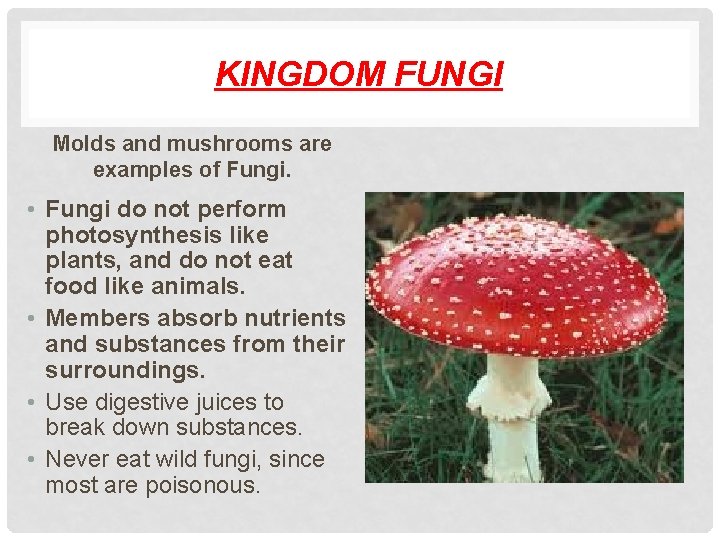 KINGDOM FUNGI Molds and mushrooms are examples of Fungi. • Fungi do not perform