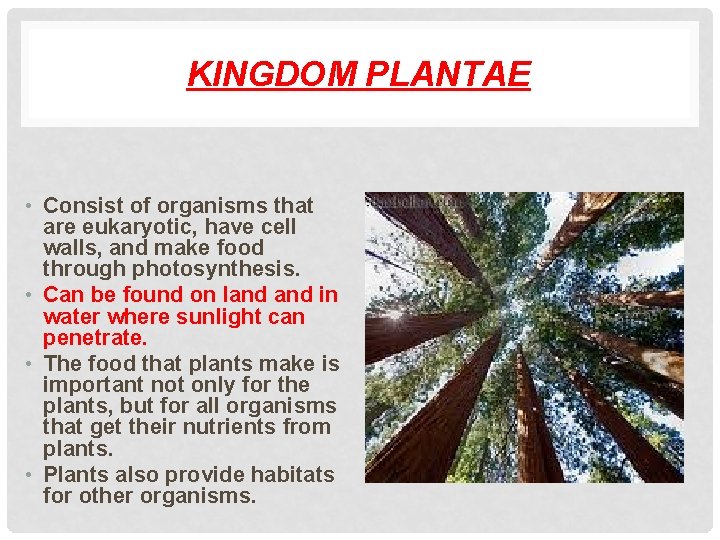 KINGDOM PLANTAE • Consist of organisms that are eukaryotic, have cell walls, and make