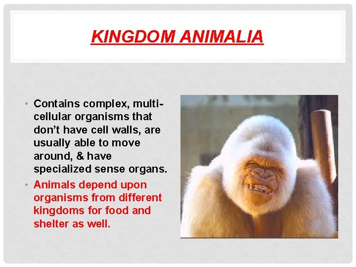 KINGDOM ANIMALIA • Contains complex, multicellular organisms that don’t have cell walls, are usually