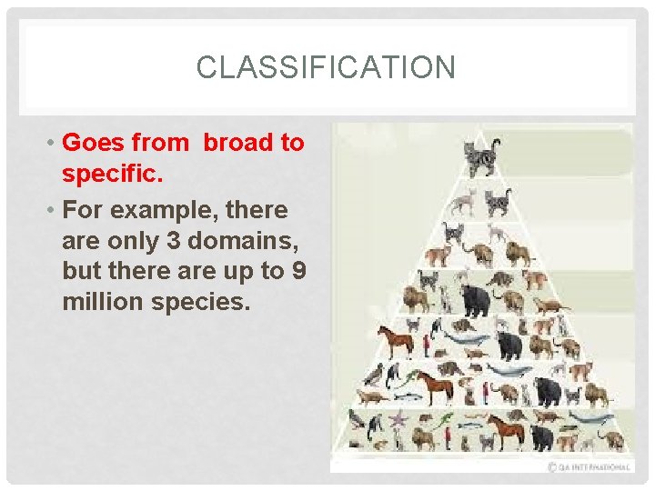CLASSIFICATION • Goes from broad to specific. • For example, there are only 3