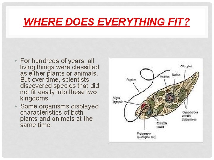 WHERE DOES EVERYTHING FIT? • For hundreds of years, all living things were classified