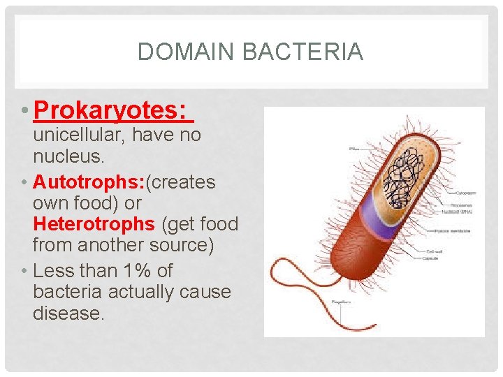 DOMAIN BACTERIA • Prokaryotes: unicellular, have no nucleus. • Autotrophs: (creates own food) or