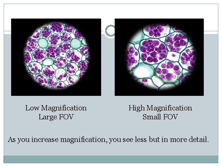 Low Magnification Large FOV High Magnification Small FOV As you increase magnification, you see Low Magnification Large FOV High Magnification Small FOV As you increase magnification, you see