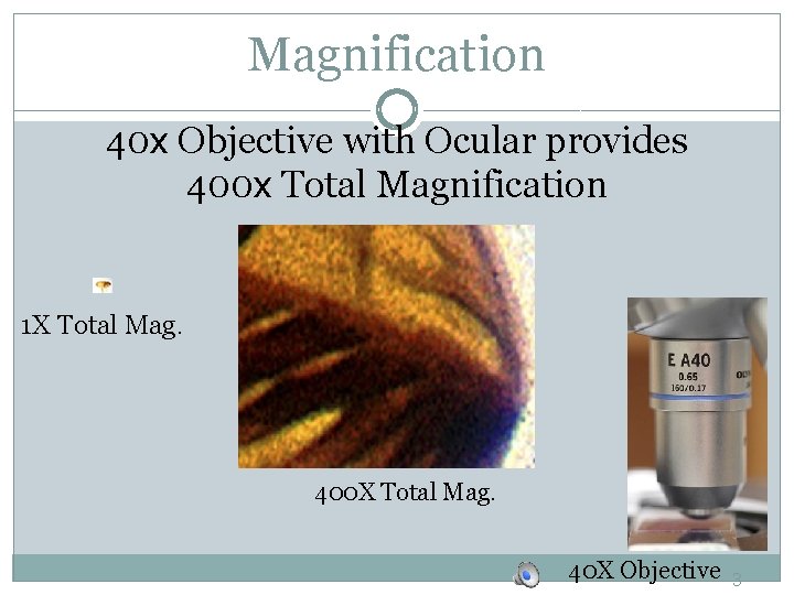 Magnification 40 x Objective with Ocular provides 400 x Total Magnification 1 X Total Magnification 40 x Objective with Ocular provides 400 x Total Magnification 1 X Total
