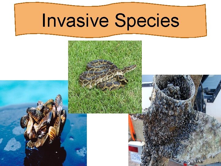 Invasive Species 