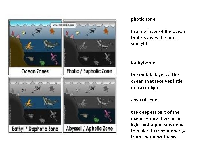 photic zone: the top layer of the ocean that receives the most sunlight bathyl