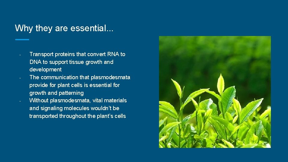 Why they are essential. . . - - - Transport proteins that convert RNA